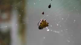 বিনামূল্যে ডাউনলোড করুন Arachnid Nature Macro - বিনামূল্যের ভিডিও ওপেনশট অনলাইন ভিডিও সম্পাদকের মাধ্যমে সম্পাদনা করা হবে
