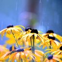 A Rainy Embrace of Rudbeckia hirta  screen for extension Chrome web store in OffiDocs Chromium