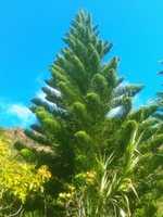 Descărcare gratuită Araucaria columnaris.Cook pine.600x800.en.jpg fotografie sau imagine gratuită pentru a fi editată cu editorul de imagini online GIMP
