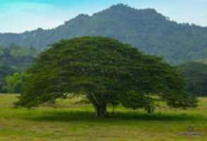 Free download arbol en el valle free photo or picture to be edited with GIMP online image editor