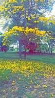 Free download Arbol Hermoso[ 1] free photo or picture to be edited with GIMP online image editor