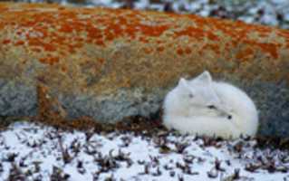 Free download Arctic Fox free photo or picture to be edited with GIMP online image editor
