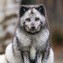 Arctic Fox in Forest  screen for extension Chrome web store in OffiDocs Chromium