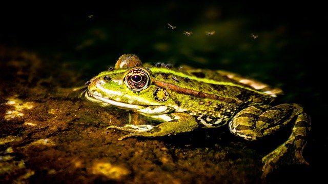 Téléchargement gratuit de l'image gratuite de l'animal vert grenouille ardèche à éditer avec l'éditeur d'images en ligne gratuit GIMP