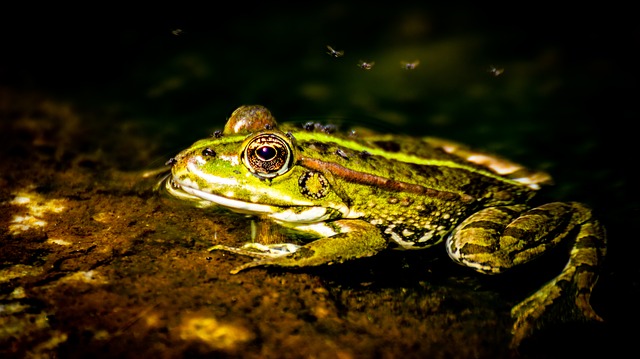 Free download ardeche frog animal green free picture to be edited with GIMP free online image editor