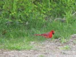 Free download A Red Bird at Audubon Society which is a Cardinal free photo or picture to be edited with GIMP online image editor