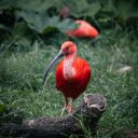 A red bird with a long beak standing on a log  screen for extension Chrome web store in OffiDocs Chromium