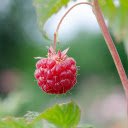 A red raspberry  screen for extension Chrome web store in OffiDocs Chromium