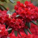A Resplendent Cluster of Rhododendron arboreum  screen for extension Chrome web store in OffiDocs Chromium