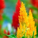 A Resplendent Stand of Celosia argentea  screen for extension Chrome web store in OffiDocs Chromium