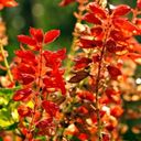 A Resplendent Stand of Salvia splendens  screen for extension Chrome web store in OffiDocs Chromium