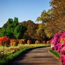 A Riot of Azalea Hues  screen for extension Chrome web store in OffiDocs Chromium