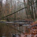 A river in the woods with fallen leaves  screen for extension Chrome web store in OffiDocs Chromium