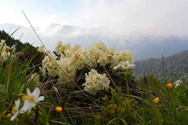 Gratis download Arkhyz The Caucasus Nature - gratis foto of afbeelding om te bewerken met GIMP online afbeeldingseditor