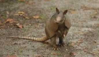 Free download Armadillos free photo or picture to be edited with GIMP online image editor
