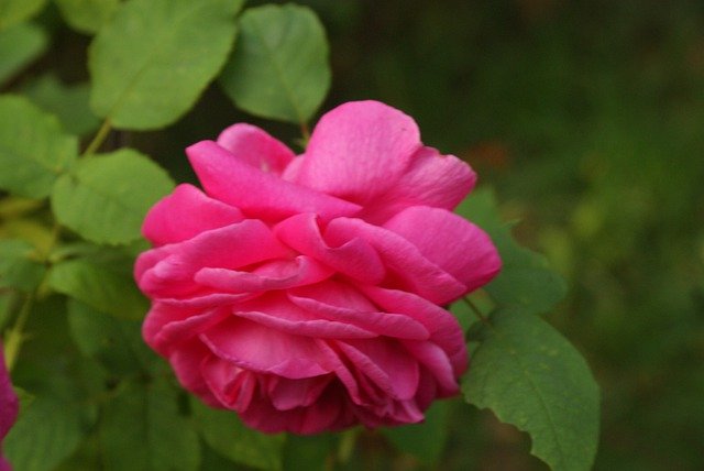Free download a rose by the jam pink flower free picture to be edited with GIMP free online image editor