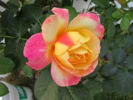 Free download A Rose with a Color Mix of Pink and Yellow free photo or picture to be edited with GIMP online image editor