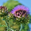 Artichoke flower  screen for extension Chrome web store in OffiDocs Chromium Artichoke flower  screen for extension Chrome web store in OffiDocs Chromium