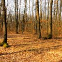 artistically captures a pine forest in autumn  screen for extension Chrome web store in OffiDocs Chromium