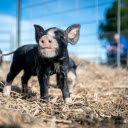 artistically captures my piglet, Molia  screen for extension Chrome web store in OffiDocs Chromium