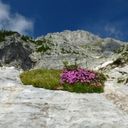 A Rugged Bloom of Dianthus gratianopolitanus  screen for extension Chrome web store in OffiDocs Chromium