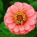 A Salmon Hued Zinnia Bloom  screen for extension Chrome web store in OffiDocs Chromium