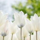 A Serene Congregation of Tulipa gesneriana  screen for extension Chrome web store in OffiDocs Chromium