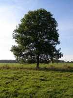 Free download Ash Tree Geograph.org.uk 590710 free photo or picture to be edited with GIMP online image editor