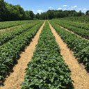 Asia Farming  screen for extension Chrome web store in OffiDocs Chromium