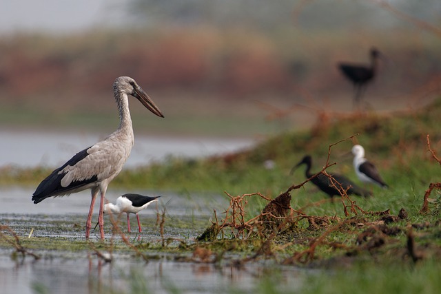 Free download asian openbill asian openbill stork free picture to be edited with GIMP free online image editor