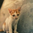 A small orange and white kitten sitting on the ground  screen for extension Chrome web store in OffiDocs Chromium