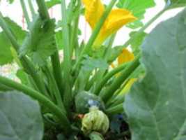 Téléchargement gratuit Une petite courgette avec une fleur dans mon jardin photo ou image gratuite à éditer avec l'éditeur d'images en ligne GIMP