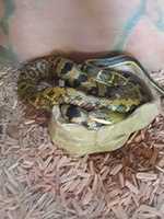 Free download A snake free photo or picture to be edited with GIMP online image editor