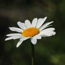 A Solitary Oxeye Daisy Bloom  screen for extension Chrome web store in OffiDocs Chromium