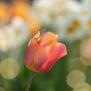 A Solitary Tulip in Soft Focus  screen for extension Chrome web store in OffiDocs Chromium