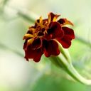 A Solo Tagetes erecta in Resplendent Hues  screen for extension Chrome web store in OffiDocs Chromium