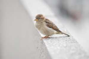 Free download A Sparrows World free photo or picture to be edited with GIMP online image editor