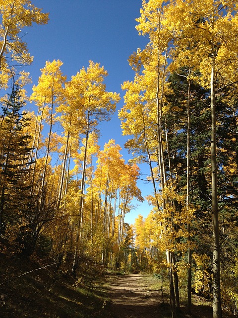 Téléchargement gratuit de trembles feuillage couleurs d'automne image gratuite d'automne à éditer avec l'éditeur d'images en ligne gratuit GIMP