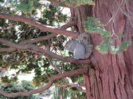 Free download A squirrel on the tree branch free photo or picture to be edited with GIMP online image editor
