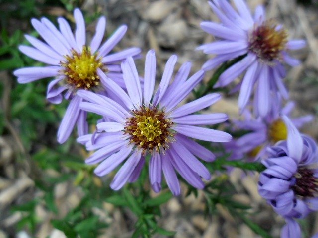 免费下载紫菀花植物 - 使用 GIMP 在线图像编辑器编辑的免费照片或图片