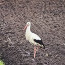 A stork on a field of loose soil  screen for extension Chrome web store in OffiDocs Chromium