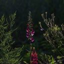 A Striking Silhouette of Digitalis purpurea  screen for extension Chrome web store in OffiDocs Chromium