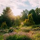 A Sun Drenched Garden of Lavender and Evergreens  screen for extension Chrome web store in OffiDocs Chromium
