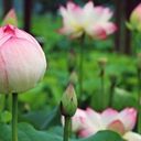 A Symbol of Purity: Nelumbo nucifera  screen for extension Chrome web store in OffiDocs Chromium