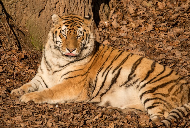 Gratis download een tijger liegt taal goede kat gratis foto om te bewerken met GIMP gratis online afbeeldingseditor