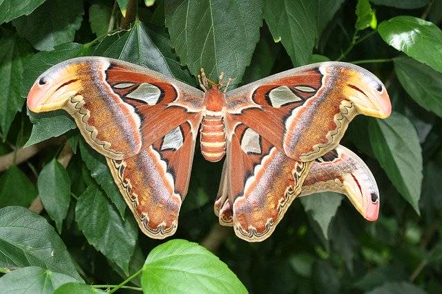 Download gratuito Atlas Moth Butterfly Insect Close - foto o immagine gratuita da modificare con l'editor di immagini online di GIMP