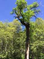 Free download A Tree in Sedona, Arizona free photo or picture to be edited with GIMP online image editor