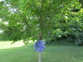 Free download A Tree Near the Butterfly Garden free photo or picture to be edited with GIMP online image editor
