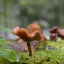 Attractive mushrooms on moss  screen for extension Chrome web store in OffiDocs Chromium