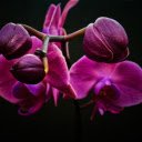 Attractive purple orchids  screen for extension Chrome web store in OffiDocs Chromium